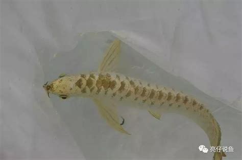 紅龍魚價格|2018年龍魚品種和價格表